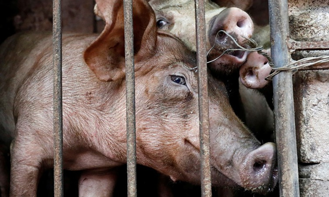 ベトナム、アフリカ豚コレラのワクチン開発成功か