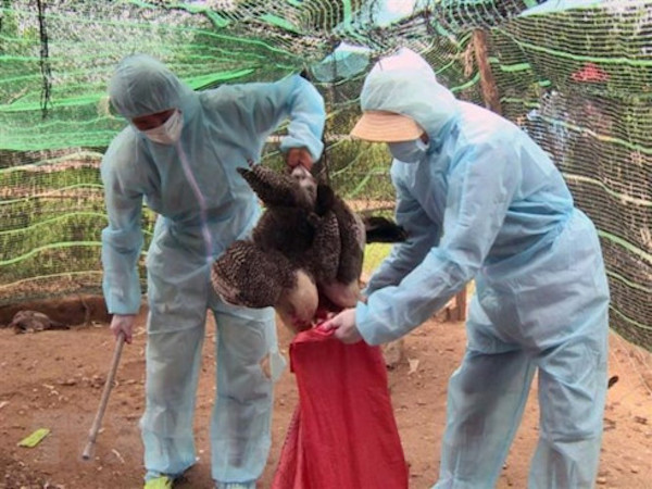 バリア＝ブンタウ省、鳥インフルエンザを確認