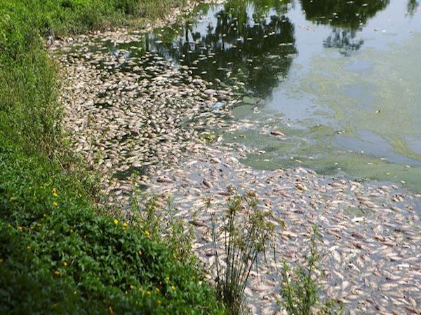 ハノイの湖で魚が大量死か