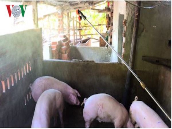 タインホア省5つの地区、アフリカ豚コレラ終息宣言