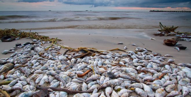 環境災害の影響続く 中部で食べるべきではない海産物