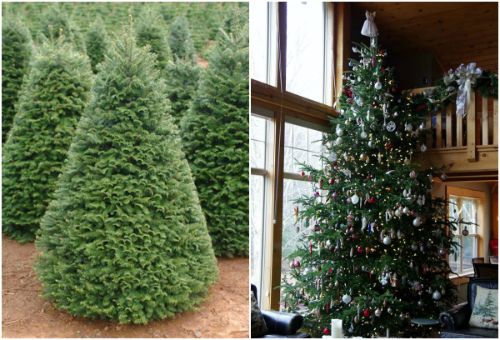 クリスマス需要で質の高い針葉樹のニーズが高まる