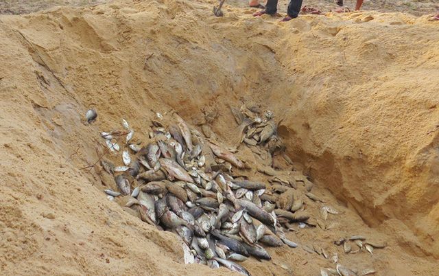 フォルモサ事件で影響続く　新たに20トンの汚染魚を駆除