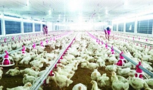ベトナム、鶏肉輸出量増加への期待高まる