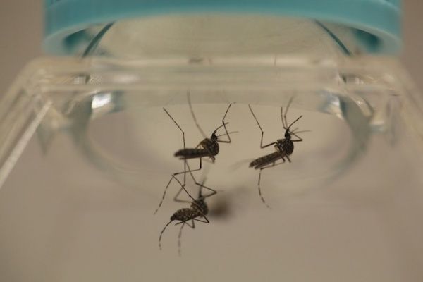 ベトナム中南部でマラリアが拡大中