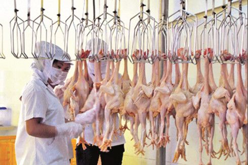 ベトナム、日本への鶏肉輸出によりさらなる市場参入へ