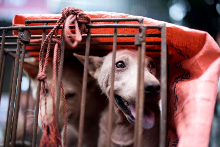 ベトナム、ペットの予防接種率の低下から狂犬病による死亡者が増加
