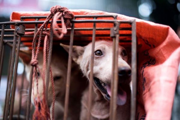 ベトナムは犬の肉を禁止するべきか？