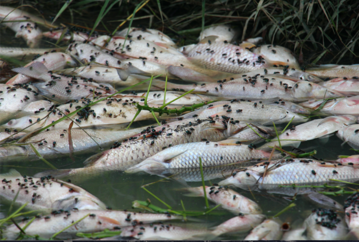ベトナム中部のダムで魚が原因不明の大量死
