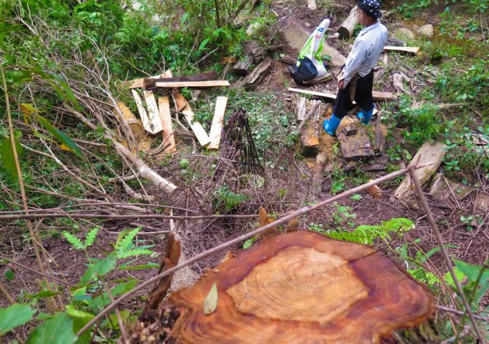 ベトナム北部、木材製品を密かに中国に売却か