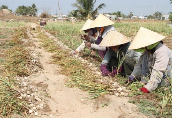 日本企業、ベトナム中部にあるリーソン島でジャンボニンニクの栽培を実施