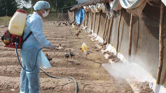 ベトナム農業省、鳥インフルエンザの警戒を呼びかけ 北部は注意が必要