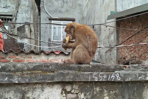 ハノイのホアンキエム区周辺、うろつく猿に注意