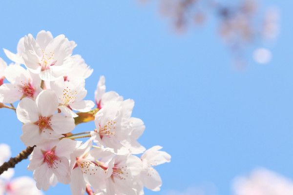 ハノイ、日本－ベトナム関係を記念して桜の木を展示！