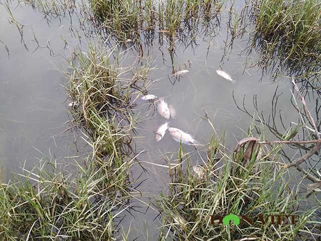 世界遺産のハロン湾で汚染が深刻化、魚が大量死か
