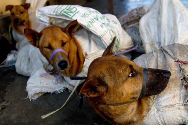 最近ベトナムで犬肉が食べられなくなった背景とは？