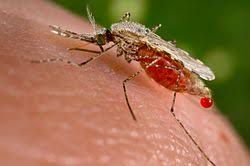 ベトナムではマラリアはかかりやすい病気？ 予防対策や罹患したときの対処法を紹介