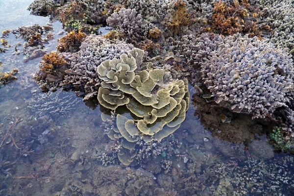 観光によりサンゴ礁が被害、ベトナム中部で