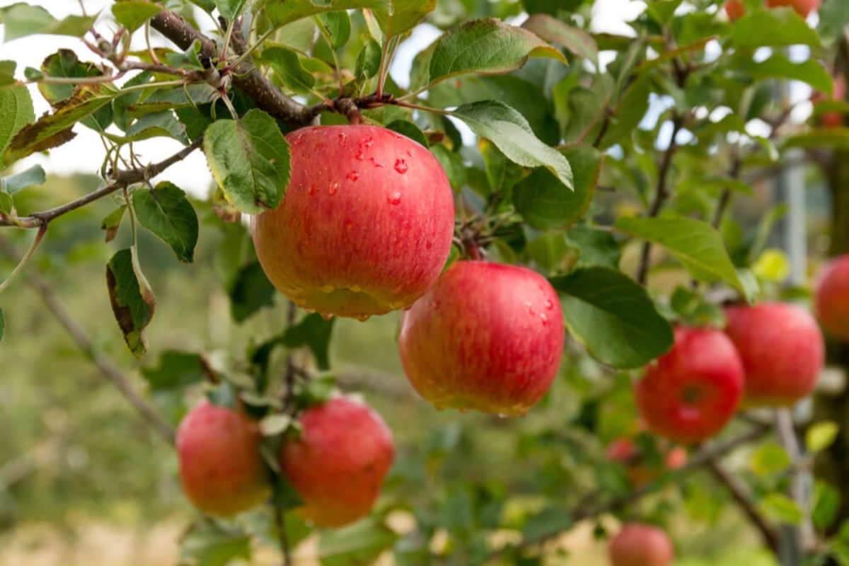 袋かけず育てた青森産りんご、ハノイで販売開始