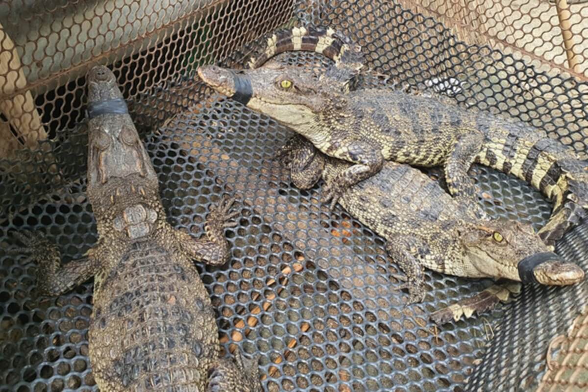 農園からワニが脱走　バリア＝ブンタウ省