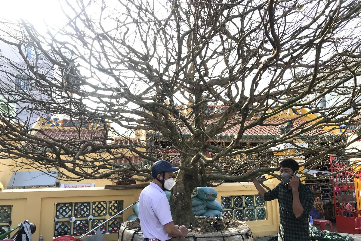 樹齢50年の杏の木、約3000万円で落札：メコンデルタ
