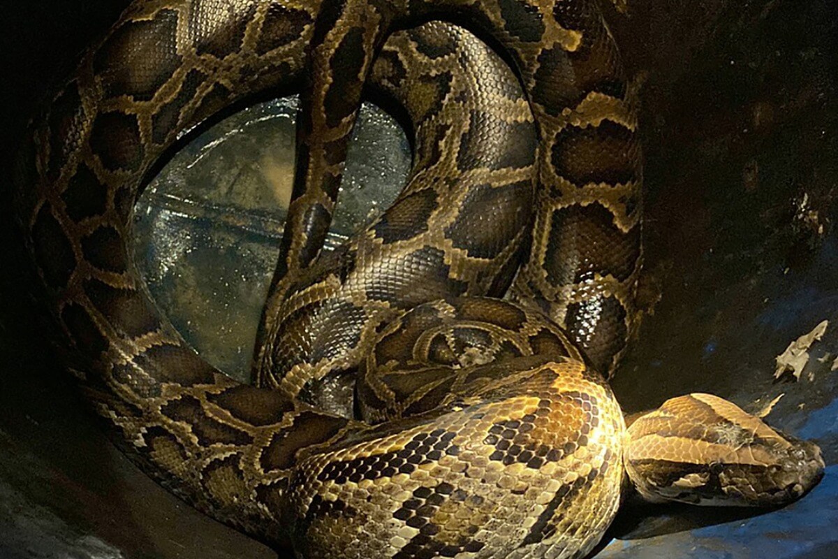 25kgの巨大ニシキヘビが住居に侵入　ホーチミン市