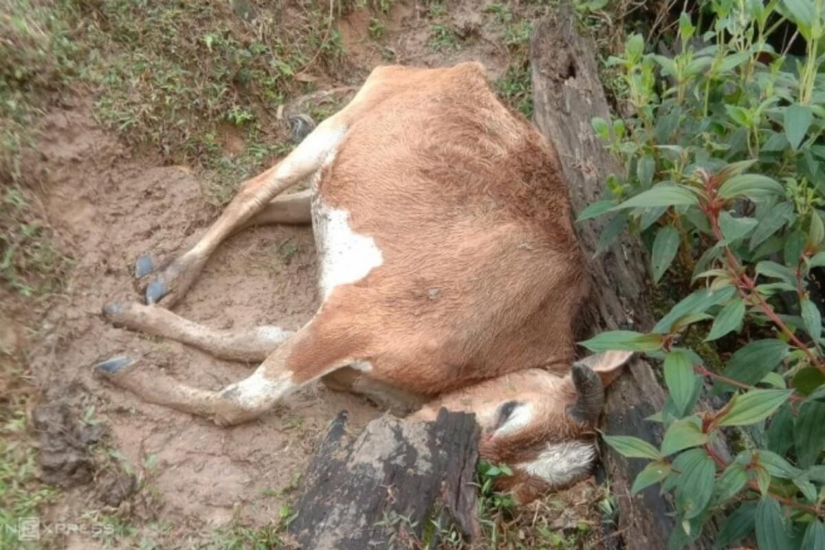 ベトナム北部　寒波により牛など約3000頭が死亡