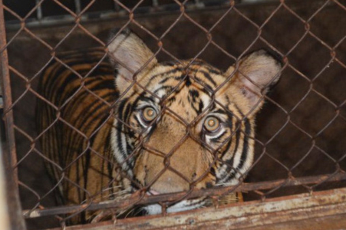 自宅で違法にトラを飼育、懲役30ヶ月の実刑判決