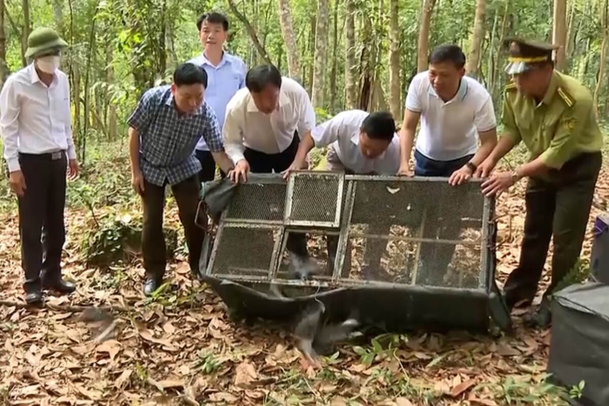 保護動物200匹が野生に戻る　ベトナム中部