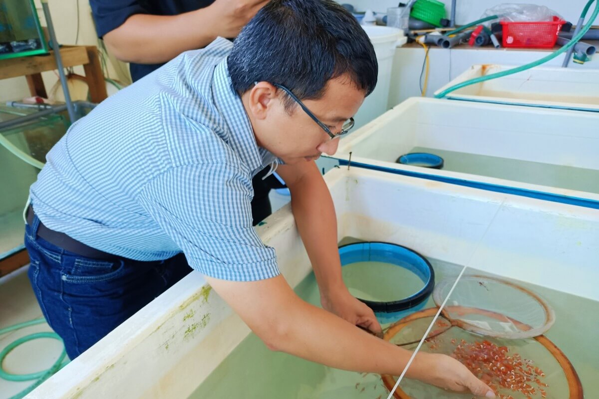 ベトナムの海洋研究所、カクレクマノミの繁殖に成功