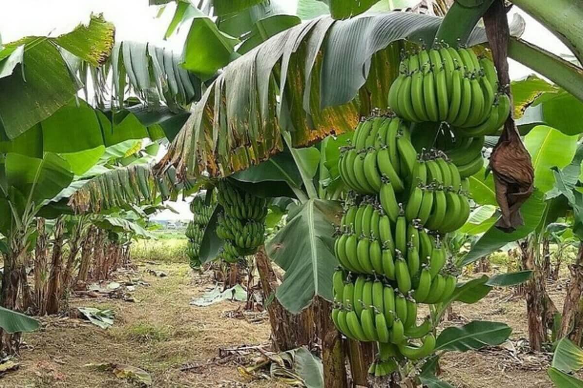 中国へのバナナ輸出、新型コロナ規制にもかかわらず好調