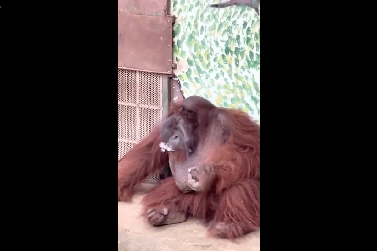 サイゴン動物園のオランウータン、タバコ吸う映像に心配の声