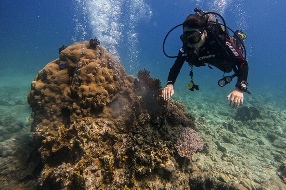 ニャチャンのダイビングツアー中止、サンゴ礁の保護を進める