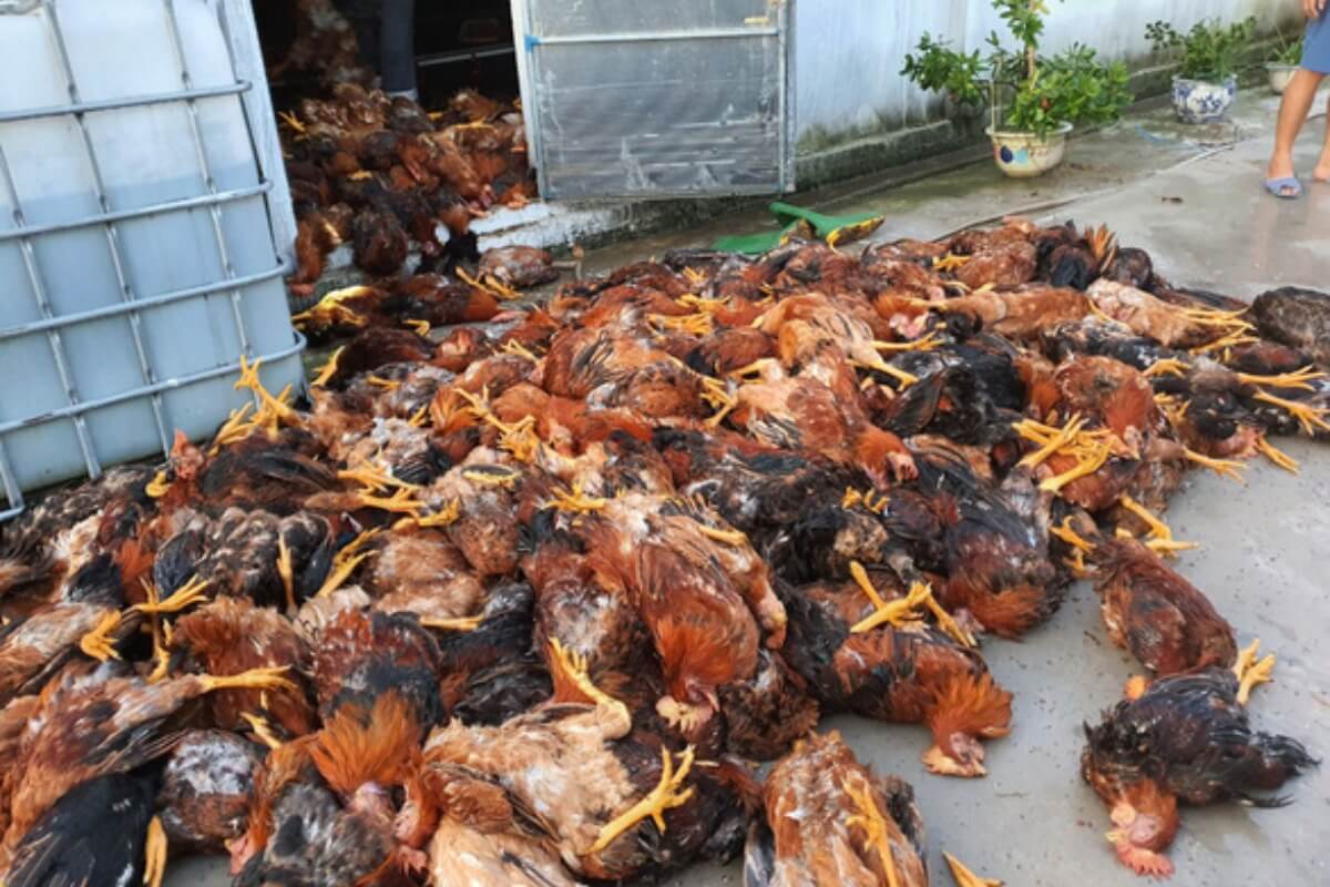 農場の鶏約6000羽が死亡、落雷直撃