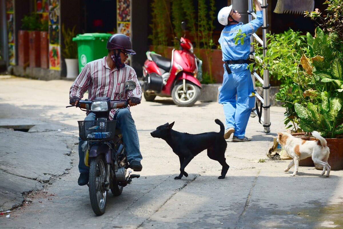 ベトナムでは飼い犬の管理が不適切、より厳しい規制が必要