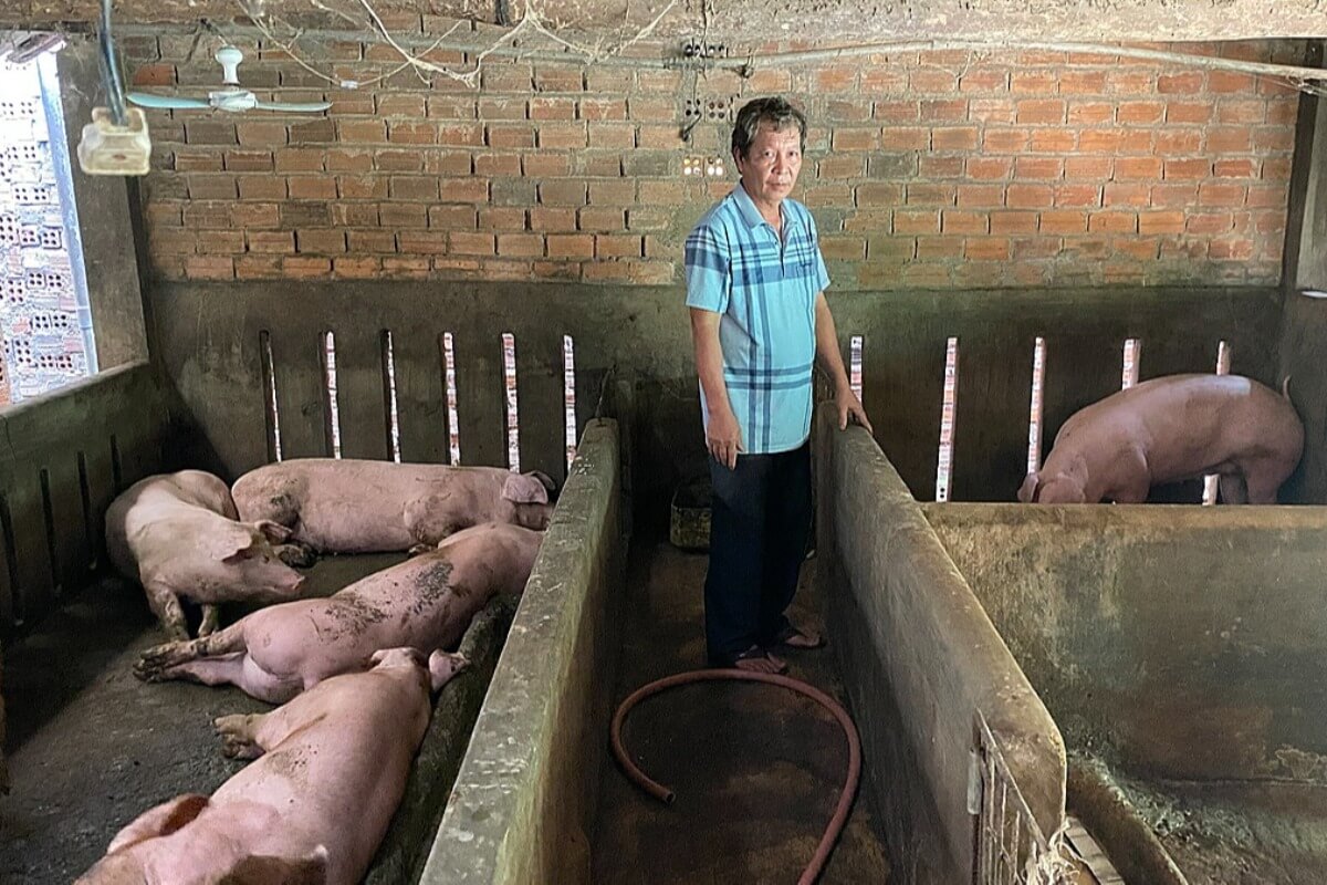 ベトナム国産豚コレラワクチン、接種後の豚が大量に死亡