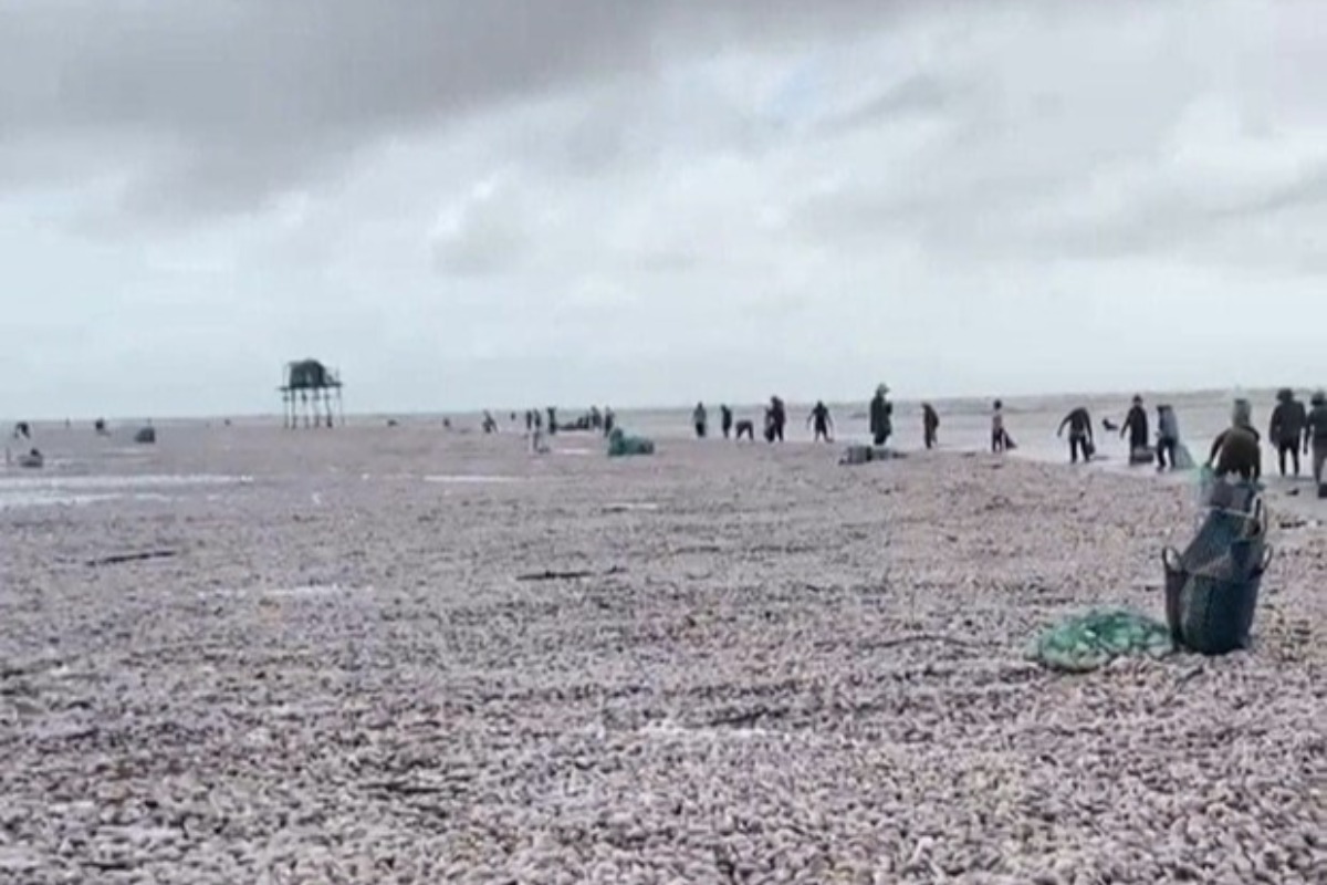 海の幸運？ナムディン省の海岸に数十トンのハマグリが漂着