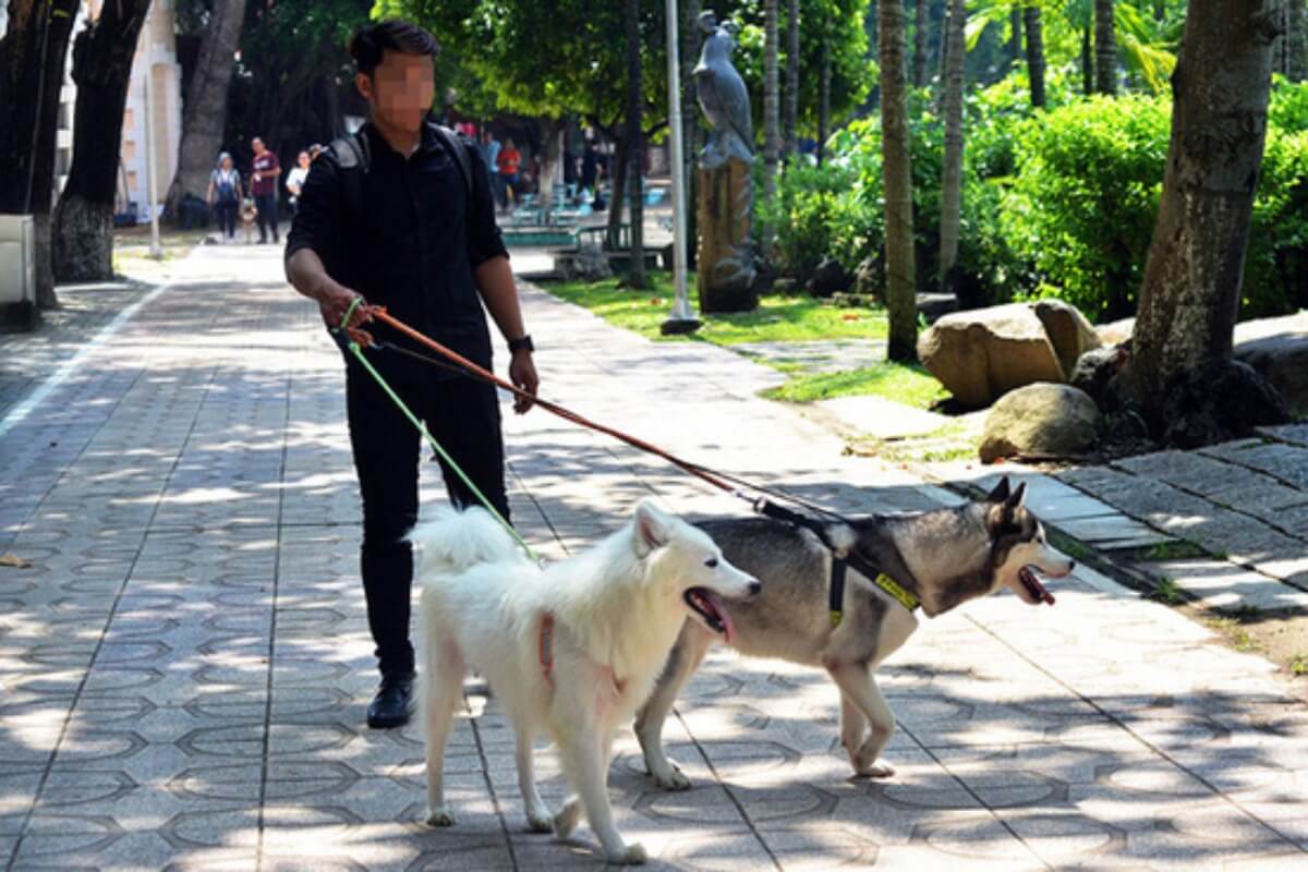 ベトナム保健省、狂犬病発生の危険性を警告