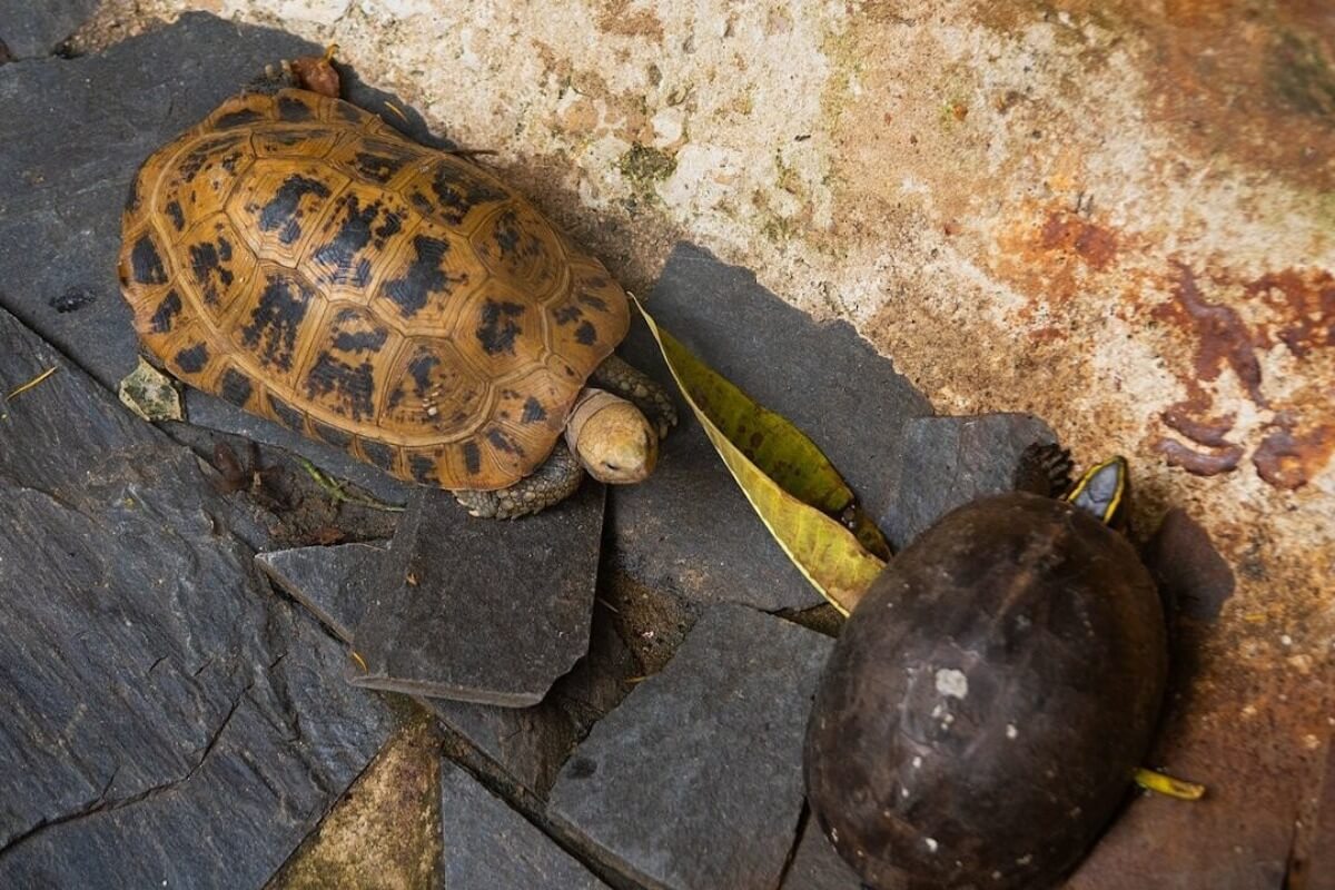 ホーチミン市の仏塔で飼育中の希少亀、野生に帰る