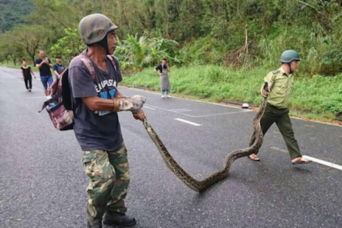 ダナン森林保護局員、住宅地で30キロのヘビを捕獲