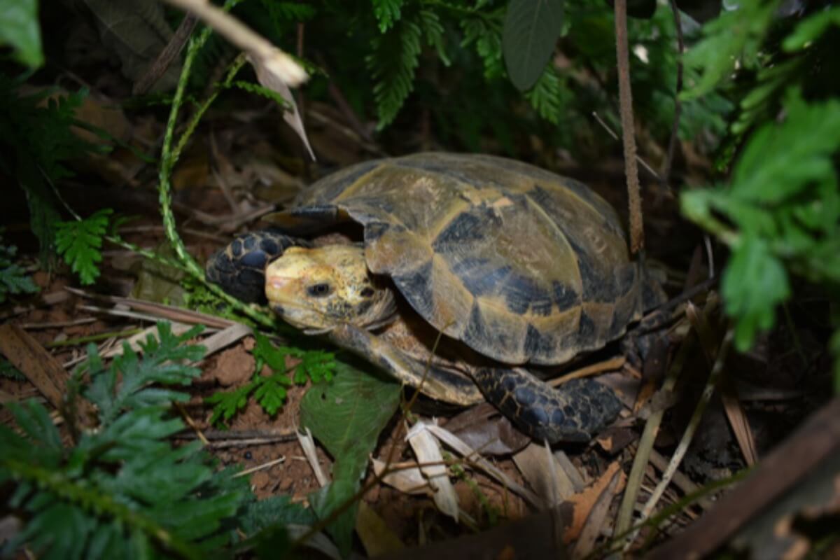 ベトナムの自然保護区で希少なカメが発見される ポステ