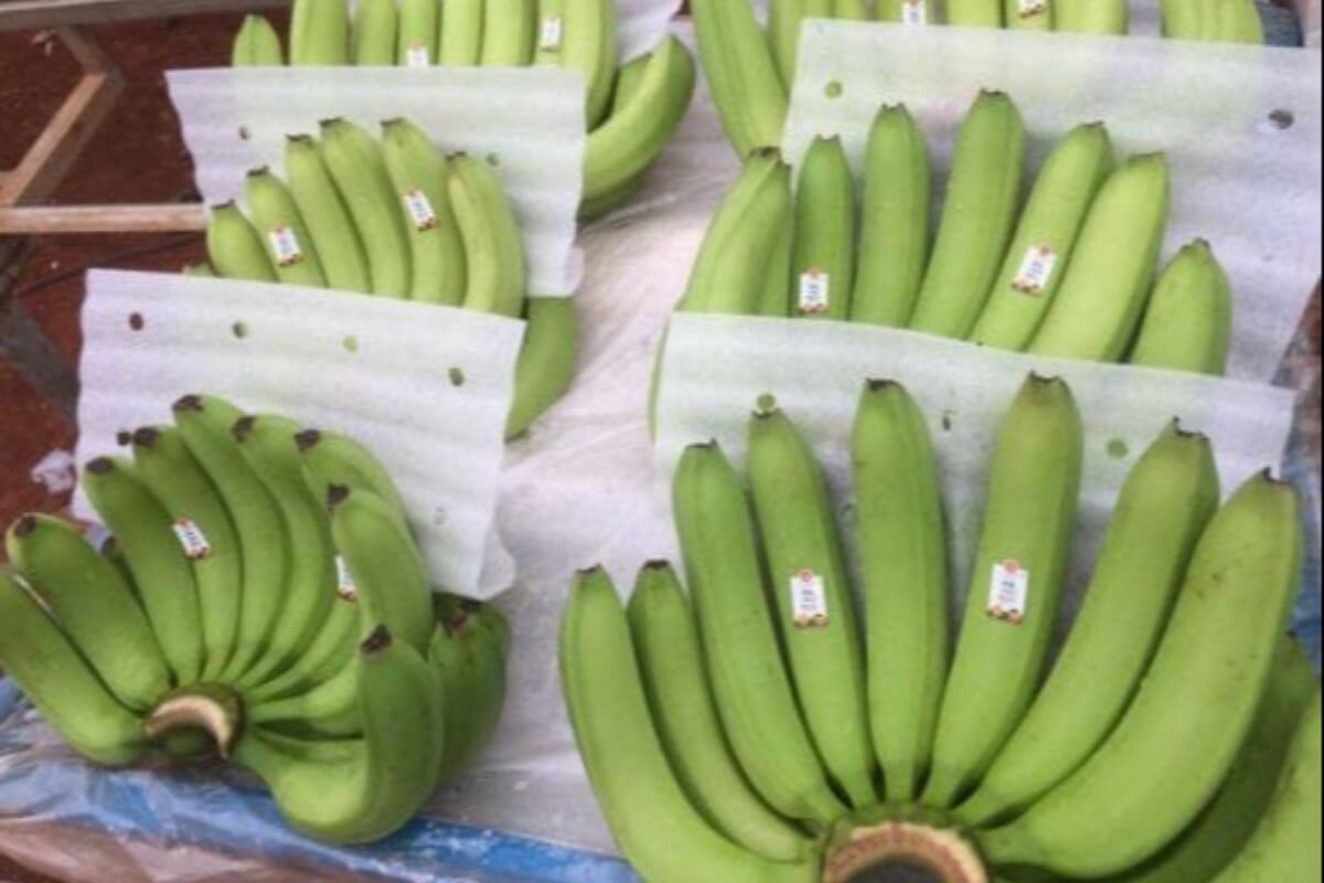 日本へのベトナム産バナナ輸入額、昨年比約40％の増加