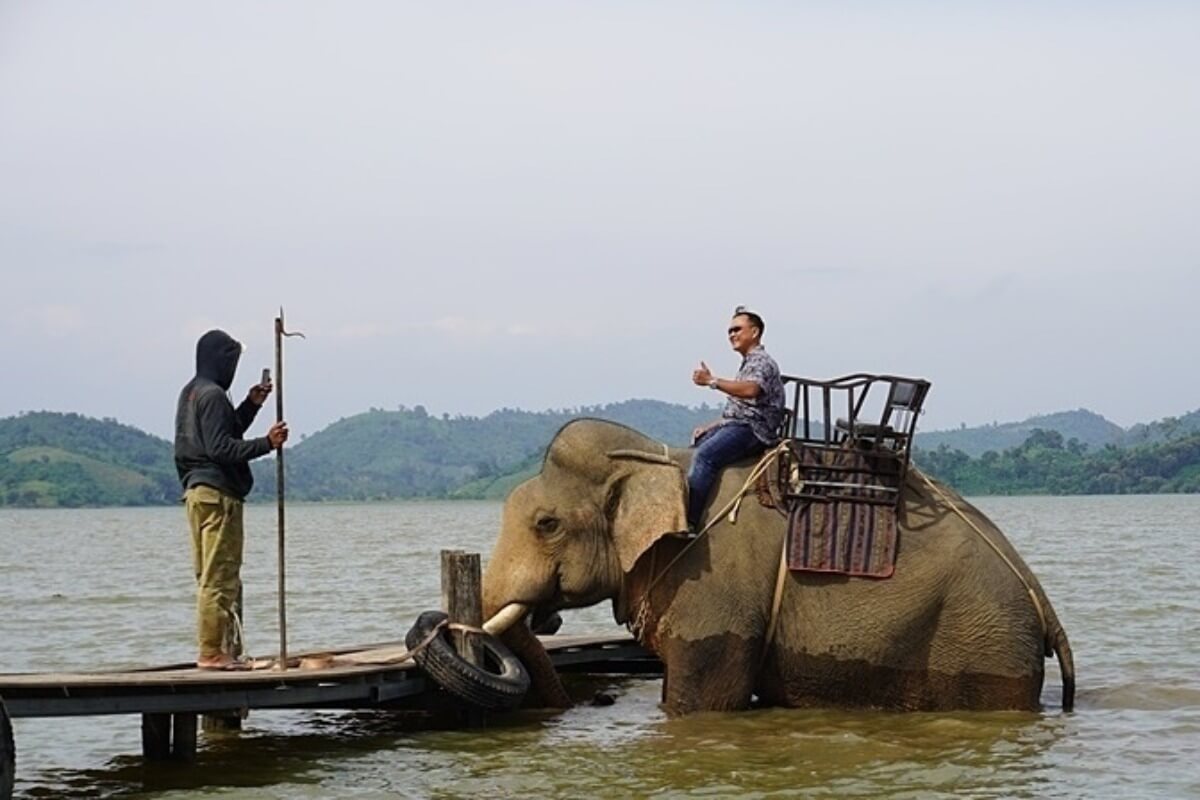 ベトナム観光の象乗りツアー、廃止に向けた新たな資金援助