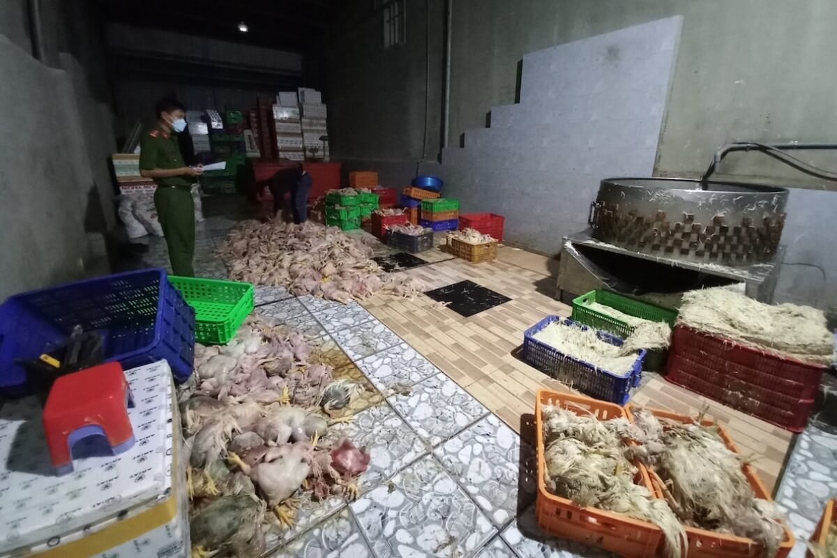 ドンナイ省で違法販売業者摘発、腐った鶏の死骸2.3トンを押収
