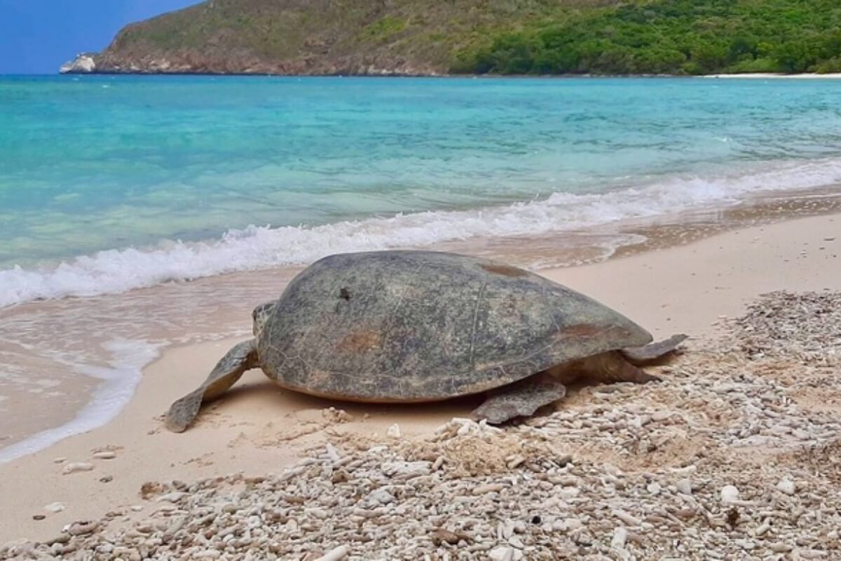 コンダオ諸島が夏の休暇に最適な目的地に選出：旅行専門誌