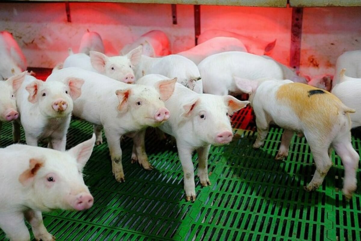 ベトナムの養豚業者、2022年第4四半期は赤字で苦戦