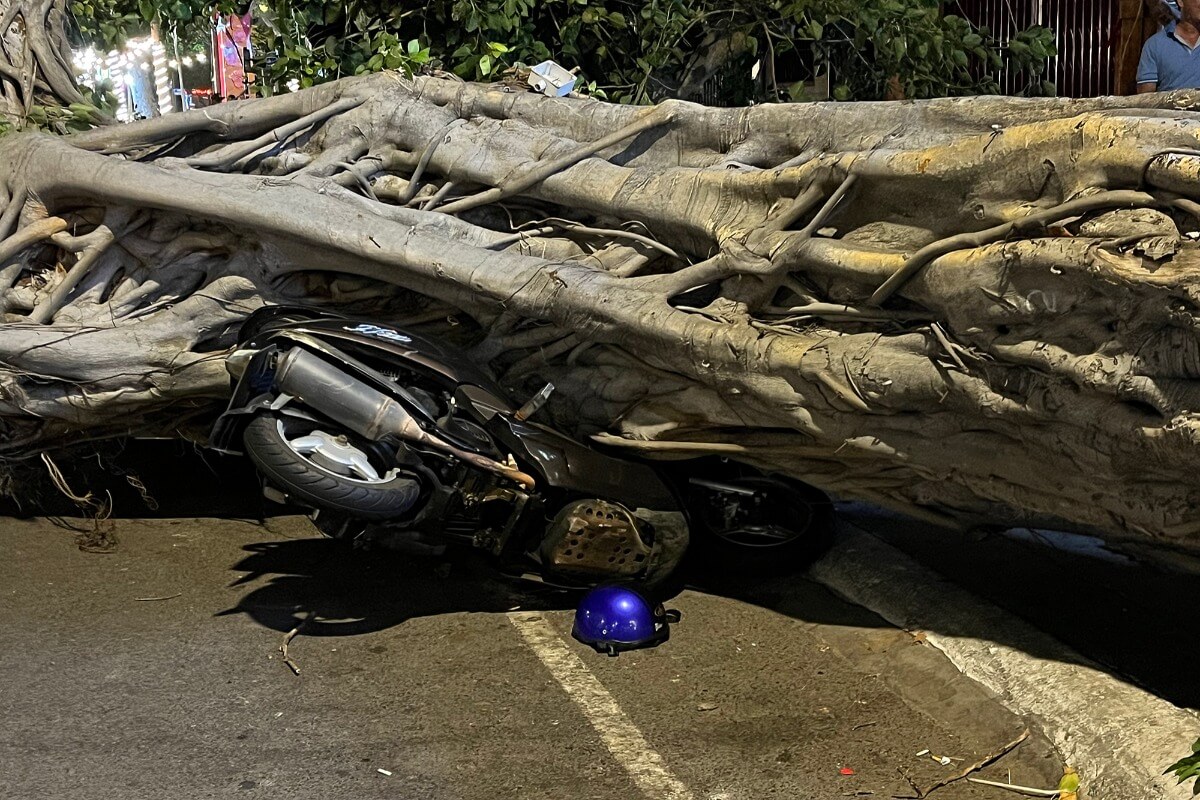 樹齢100年のガジュマルが倒木、歩道のバイクを押し潰す