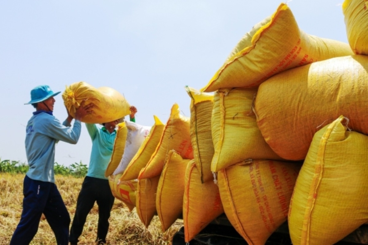 ベトナムの砕米、競合を追い越し世界で最も高額に