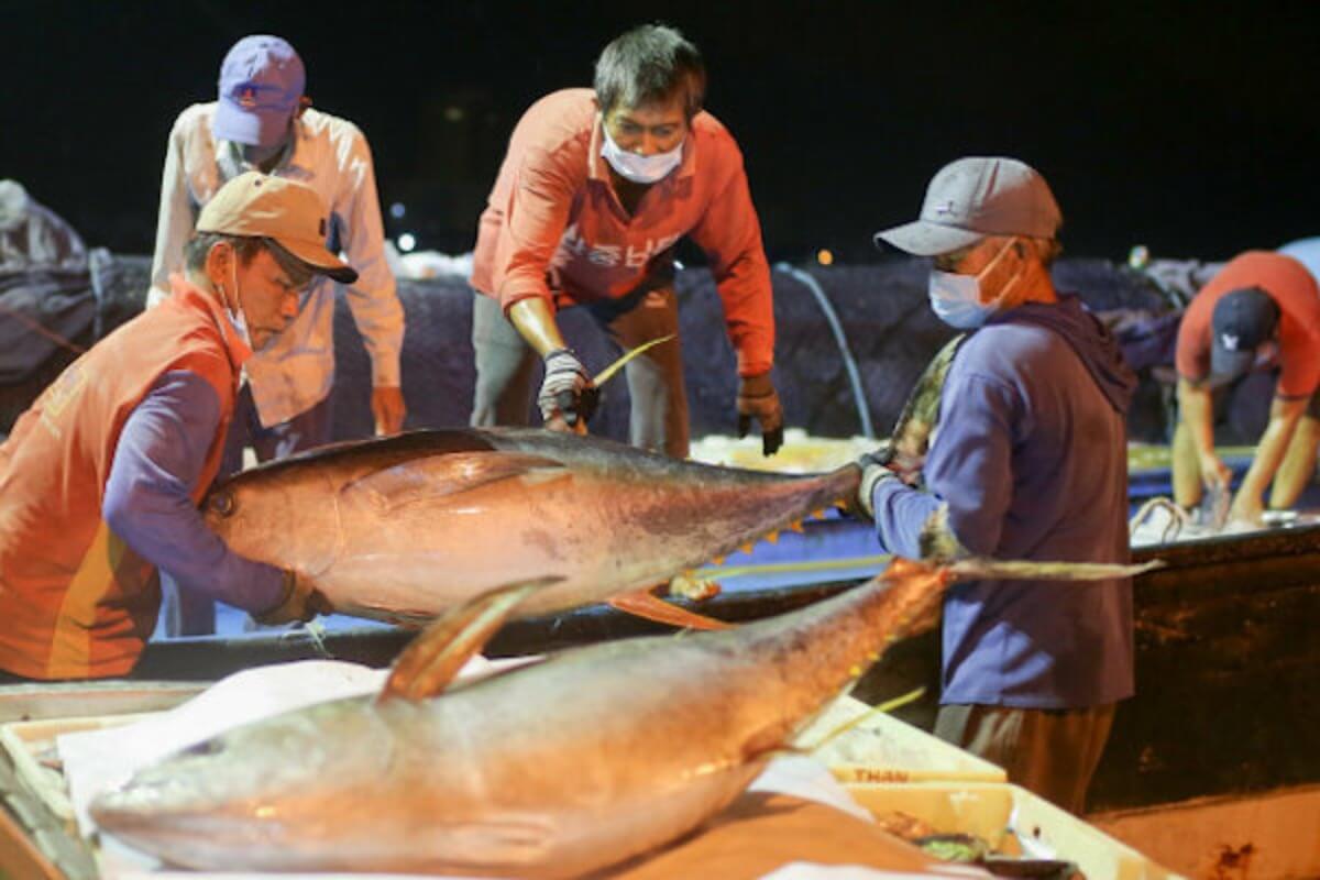 英国へのマグロ輸出、1〜2月で前年同期比3倍に