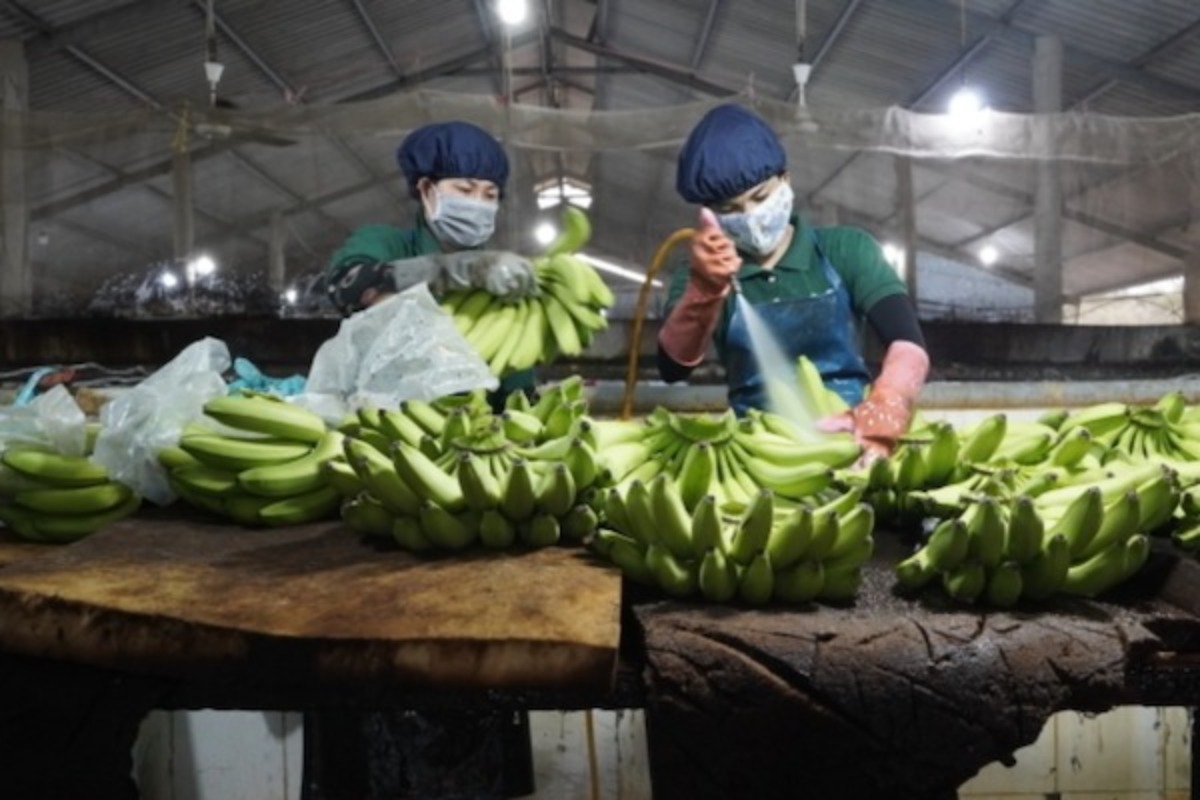 ベトナムのバナナ輸出、日韓向けで1000万ドル超の利益